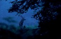 Ce cerf photographié en période de brame avait un oeil crevé. Sans doute la conséquence d'un combat. Bretagne, cerf, brame, forêt, aube 